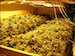 120228mj_farm405