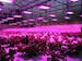 120w-8-bands-led-grow-light-plant-growing