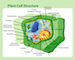 350px-Plant_cell_structure