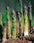 Asparagus Plant
