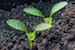 529363-parsley-seedlings