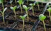 Alys-Fowler-Seedlings-007