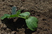 Atlantic_Giant_seedling