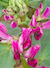 Broad Bean Plant
