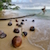 Coconuts-Germinating