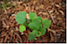 Cucumber Plant