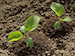 Eggplant-seedlings