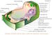 Electron microscopic structure of a plant cell