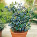 Blueberry Plant