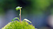 Germination of small buds Wallpapers HD 1280x720