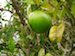 Grapefruit