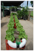 Hydroponic horticulture 2