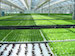 Hydroponics-source-lerablog.org_