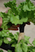 Hydroponics_roots