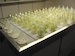 Kiemtafel_(germination_table)