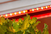 LED lighting used to grow lettuce inside a warehouse