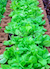 Lettuce Plants