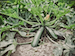 Marrow Plant
