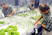 NASA researcher checking hydroponic onions with Bibb lettuce to his left and radishes to the right