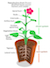 Names of Plant structures