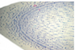 Onion - Microscopic View