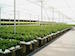 Open-hydroponic-system