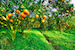 Orange Tree