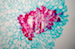 Pear Fruit - microscopic view