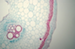 Pumpkin - microscopic view