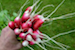 Red_Raddish