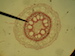 Root_of_Herbaceous_Monocotyledon_Plant_-_Cross_section_microscopic_image