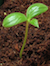 Seedling