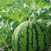 Watermelon Plant