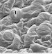arabidopsis_m1_stomate.006_