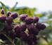 blackberry