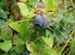 blueberry