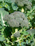 Broccoli Plant