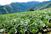 Cabbage Plants