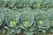 Cabbage Plants