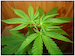 Cannabis Plant
