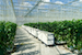 cultivation of bell peppers in a commercial greenhouse in Klazienaveen, Netherlands