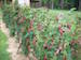 Blackberry Plant
