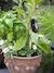 Eggplant Plant
