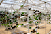 epcot-plant-hydroponics
