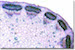 generalizedplantcell2