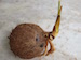 germinating-coconut-with-husk-removed
