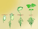 germination3