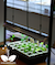 grow-lights-for-indoor-seed-starting