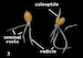 growth-develop (3)