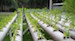 home-organic-hydroponics1-700x378